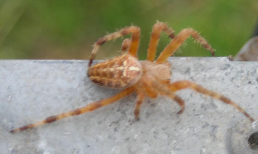 Araneus diadematus